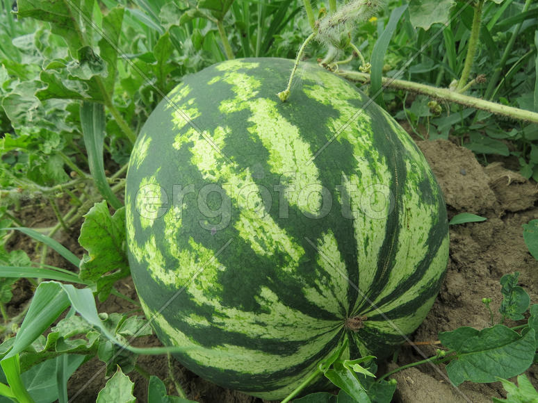 The growing water-melon in the field. Cultivation of melon cultures