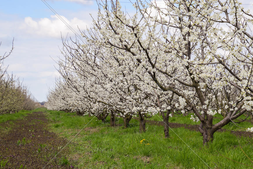 Flowering plum garden. Farm garden in spring