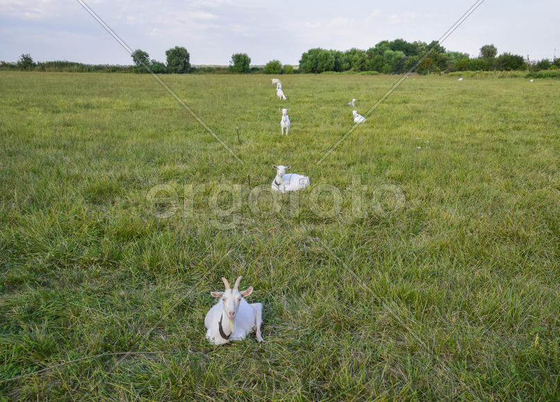 Goats grazing in the meadow. White goat dairy cattle eating grass in a pasture.