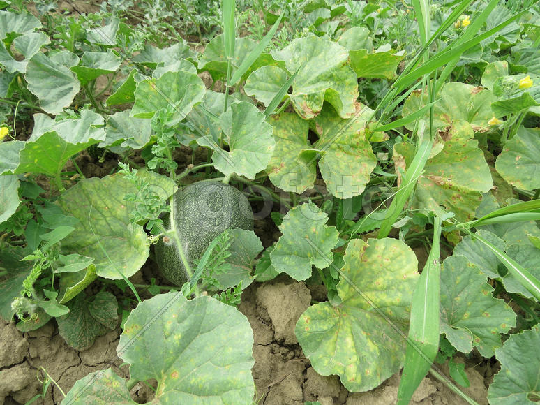 The growing melon in the field. Cultivation of melon cultures