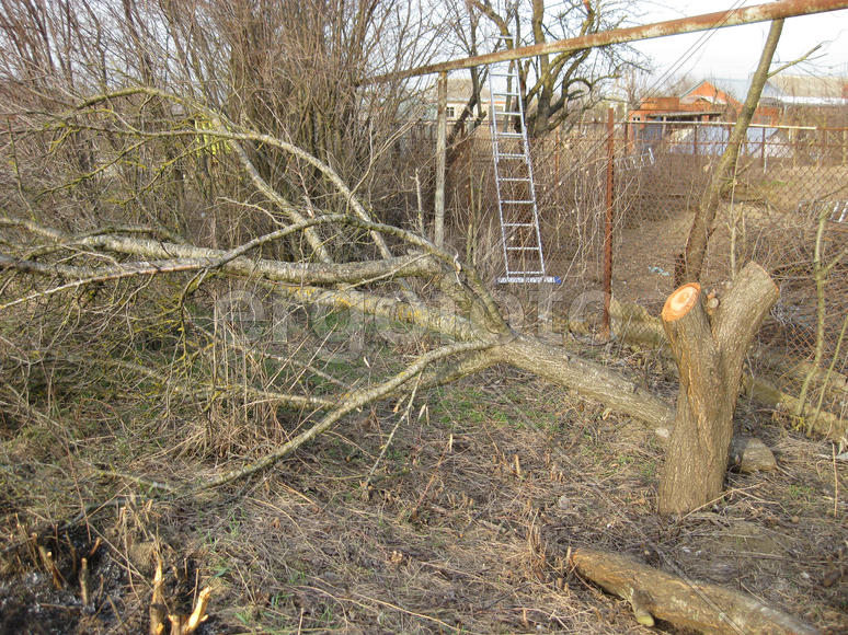 Stump felled plums. Clearing the infield. Felled the trees. Annual rings