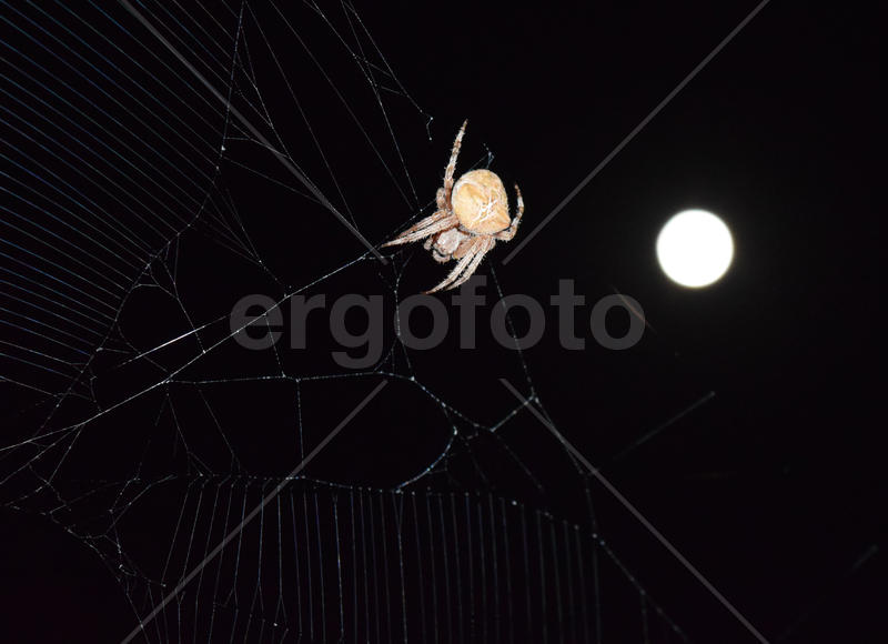 Araneus Spider on the background of the moon. Night spider on its web