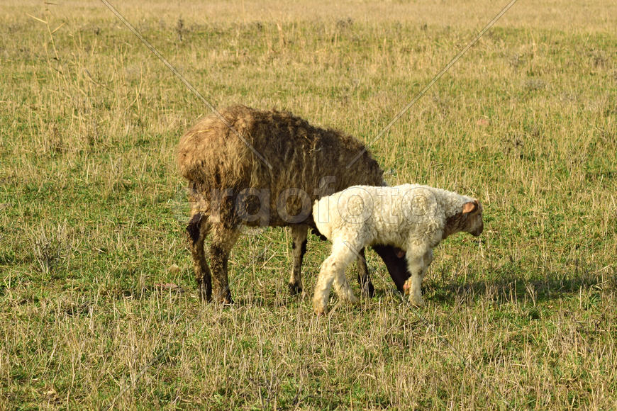 Sheep in the pasture. Grazing sheep herd in the spring field near the village. Sheep of different