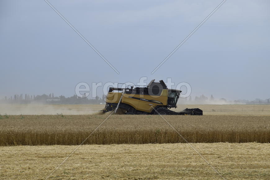 Russia, Temryuk - 01 July 2016: Kombain collects on the wheat crop. Agricultural machinery in the fi