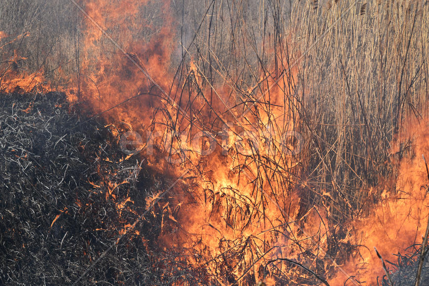 Burning dry grass and reeds. Cleaning the fields and ditches of the thickets of dry grass