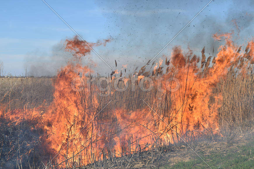 Burning dry grass and reeds. Cleaning the fields and ditches of the thickets of dry grass