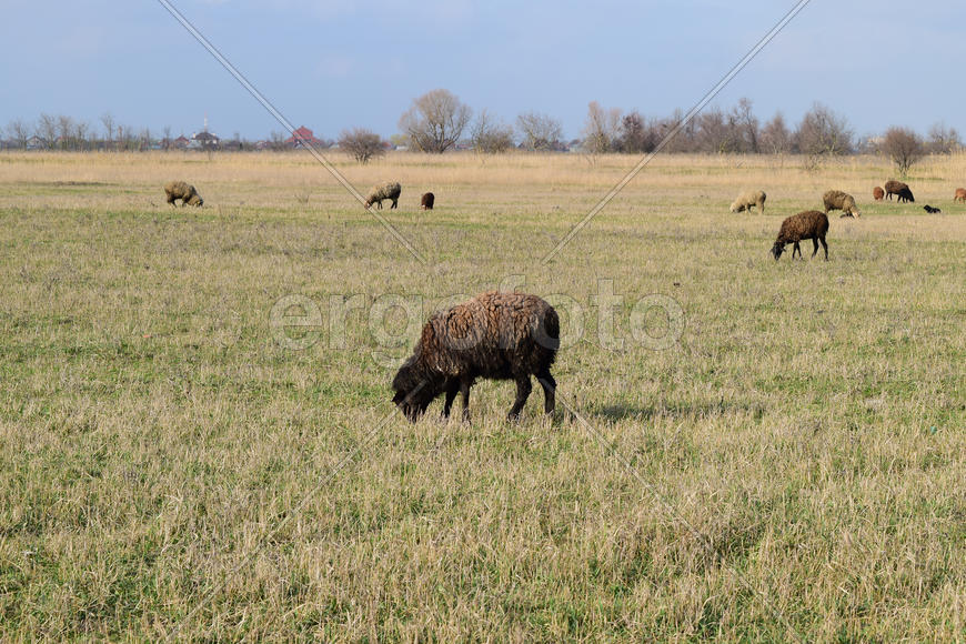 Sheep in the pasture. Grazing sheep herd in the spring field near the village. Sheep of different br