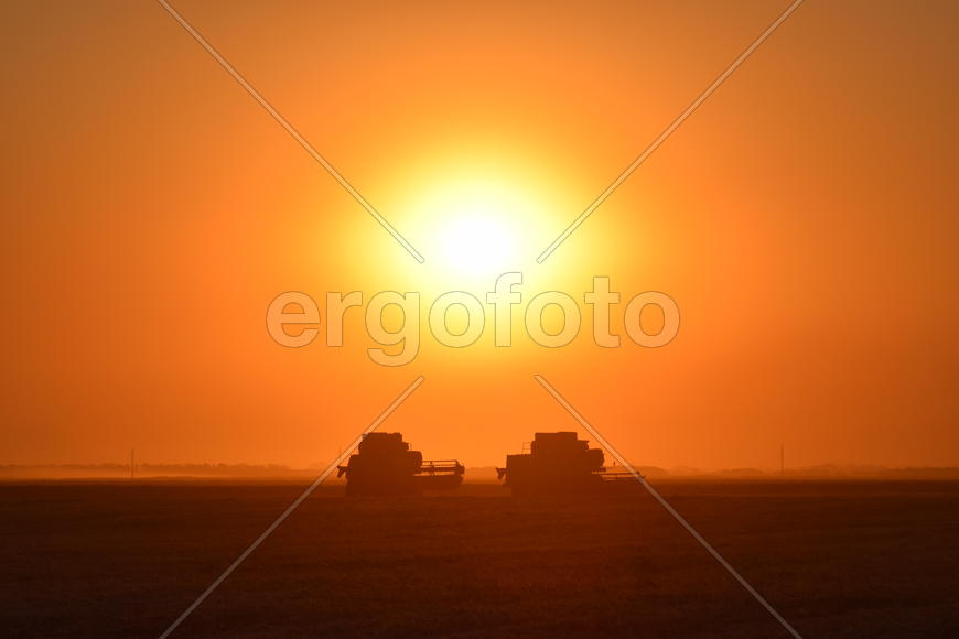 Harvesting by combines at sunset. Agricultural machinery in operation.