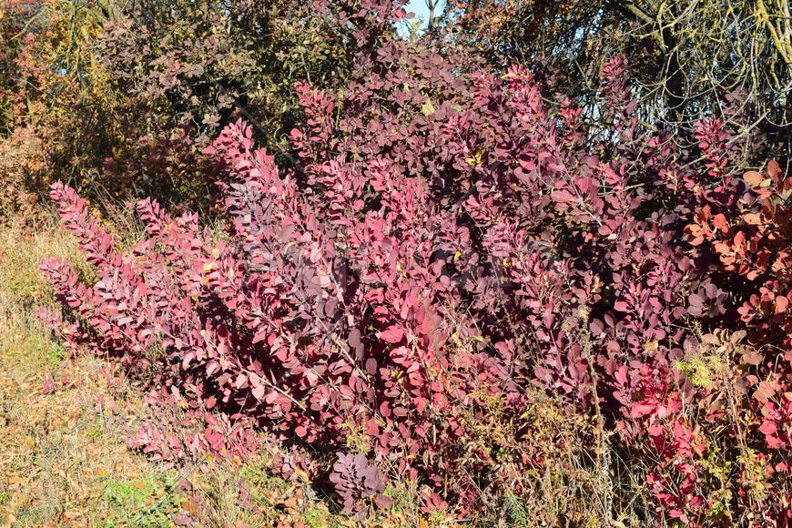 Autumn red color of leaves of cotinus coggygria. Paints of fall