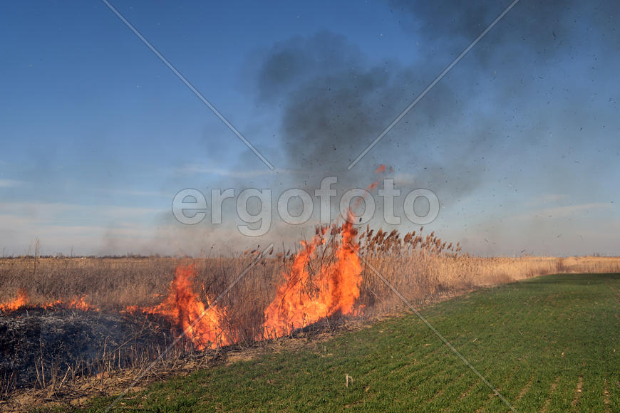 Burning dry grass and reeds. Cleaning the fields and ditches of the thickets of dry grass
