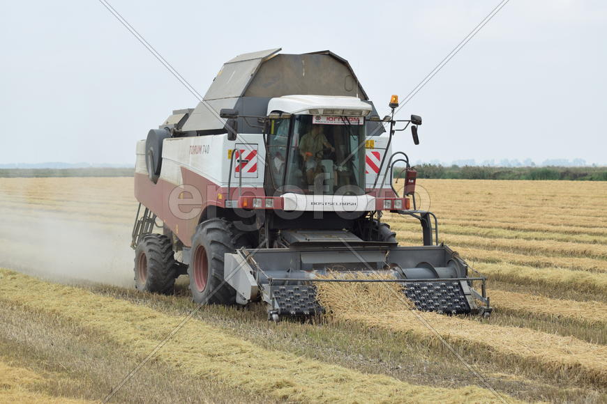 Russia, Poltavskaya village - September 27, 2015: Rice harvesting by the combine. Autumn harvesting 