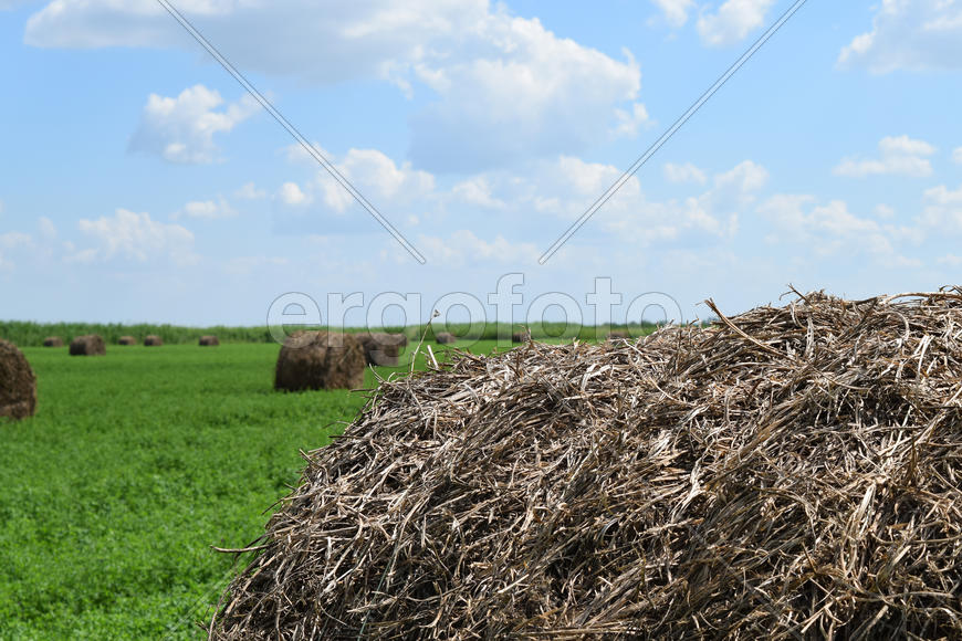 Haystacks rolled up in bales of alfalfa. Forage for livestock in winter