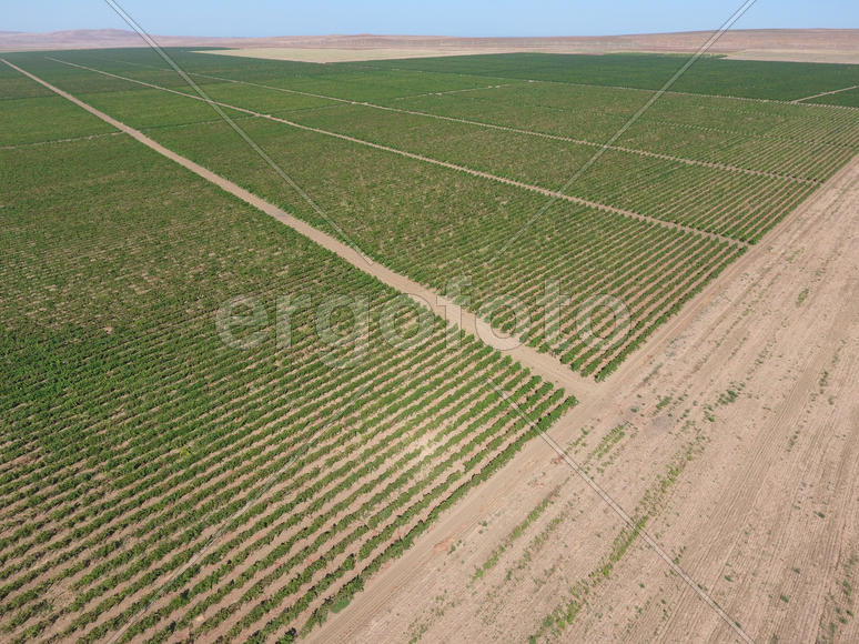 Виноградники с высоты птичьего полета. Вид сверху на сад.