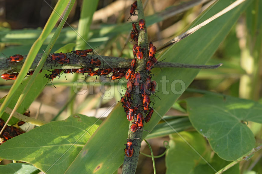 Firebugs mating and walking backwards. Spring nature fire bug red insects macro. Red bugs