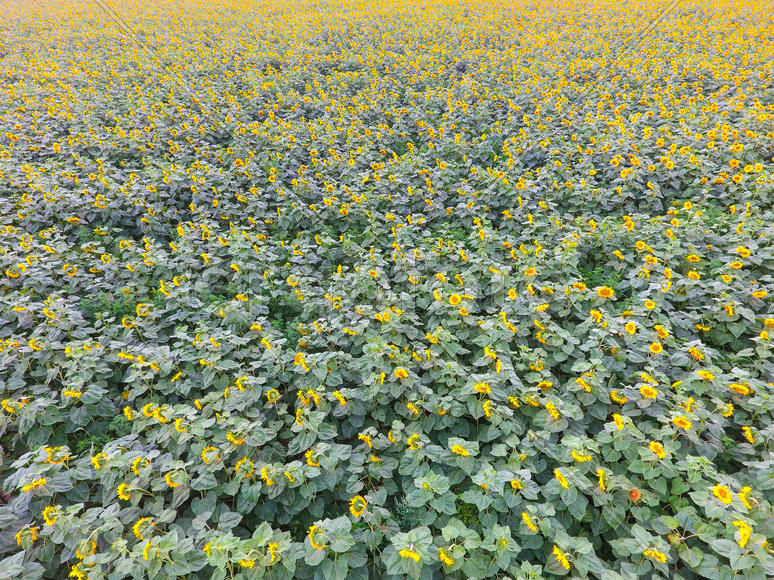 Field of sunflowers. Aerial view of agricultural fields flowering oilseed. Top view.