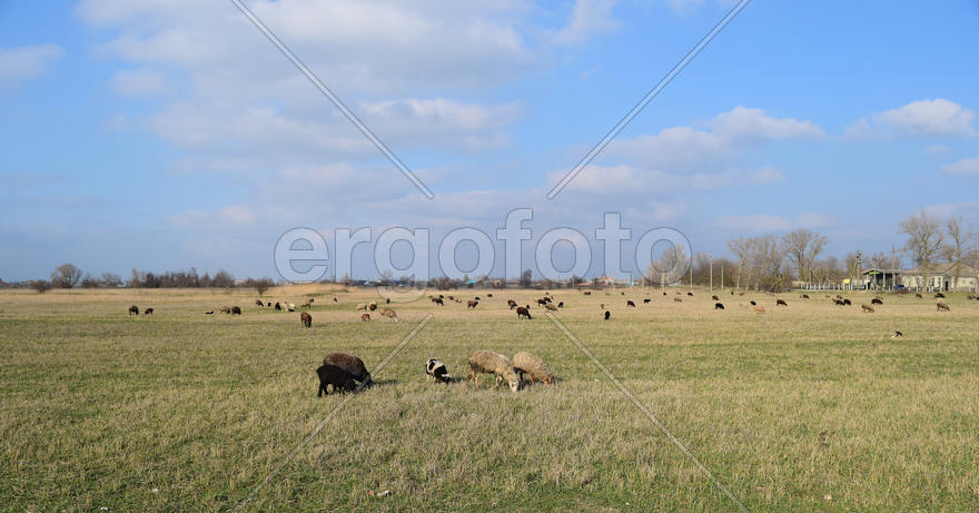Sheep in the pasture. Grazing sheep herd in the spring field near the village. Sheep of different