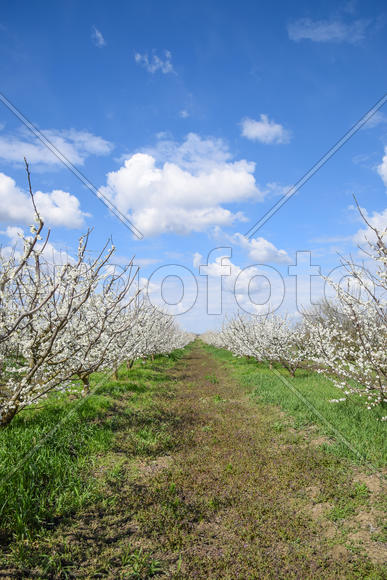Flowering plum garden. Farm garden in spring
