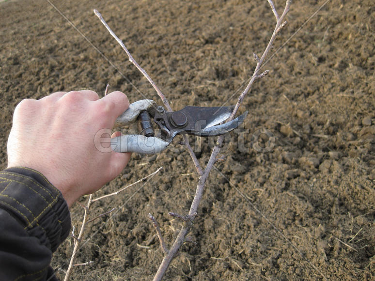Pruning shears trees. Work in the garden of. Cutting branches, restoring order. Caring for the trees