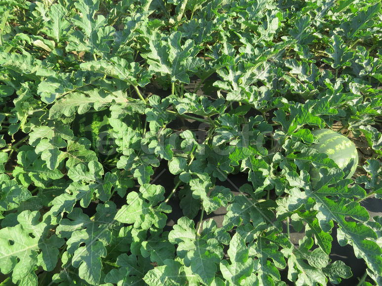The growing water-melon in the field. Cultivation of melon cultures