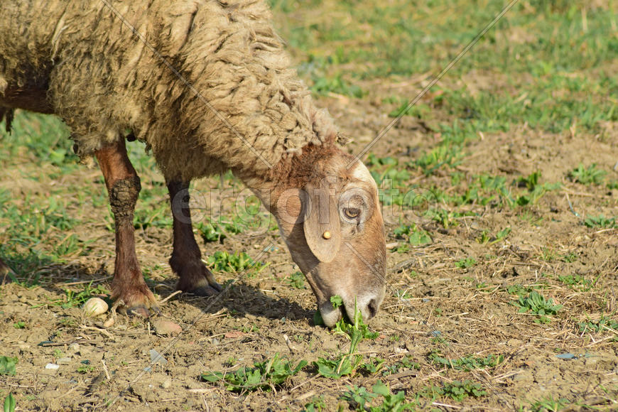 Sheep in the pasture. Grazing sheep herd in the spring field near the village. Sheep of different