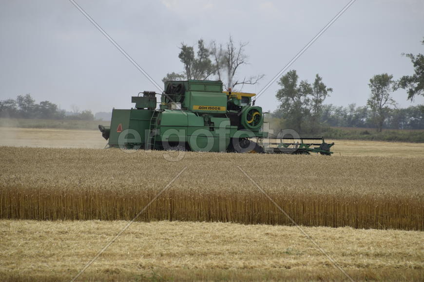 Russia, Temryuk - 01 July 2016: Kombain collects on the wheat crop. Agricultural machinery in the fi
