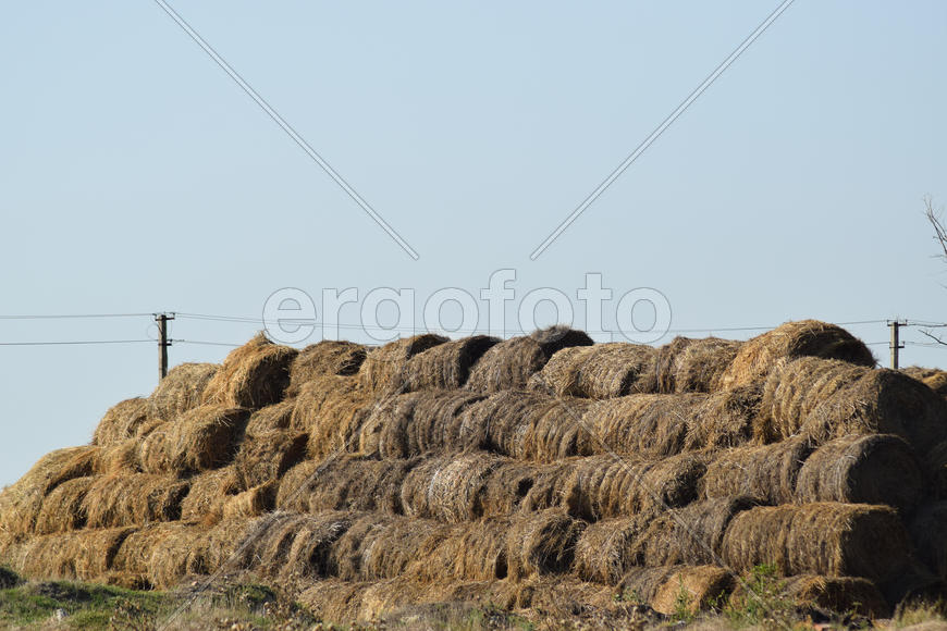 The Haystacks in the field. Summer haymaking