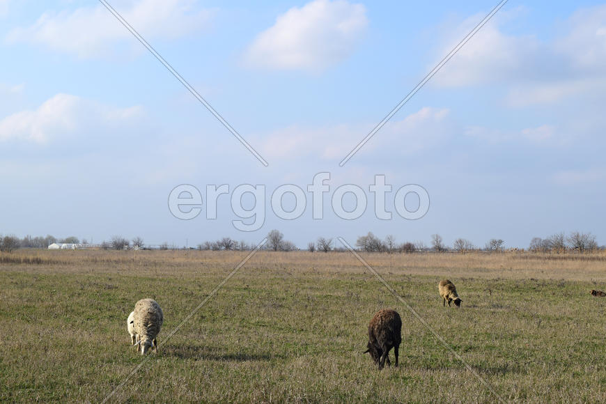 Sheep in the pasture. Grazing sheep herd in the spring field near the village. Sheep of different
