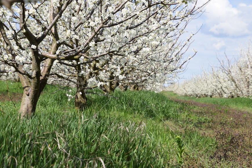 Flowering plum garden. Farm garden in spring