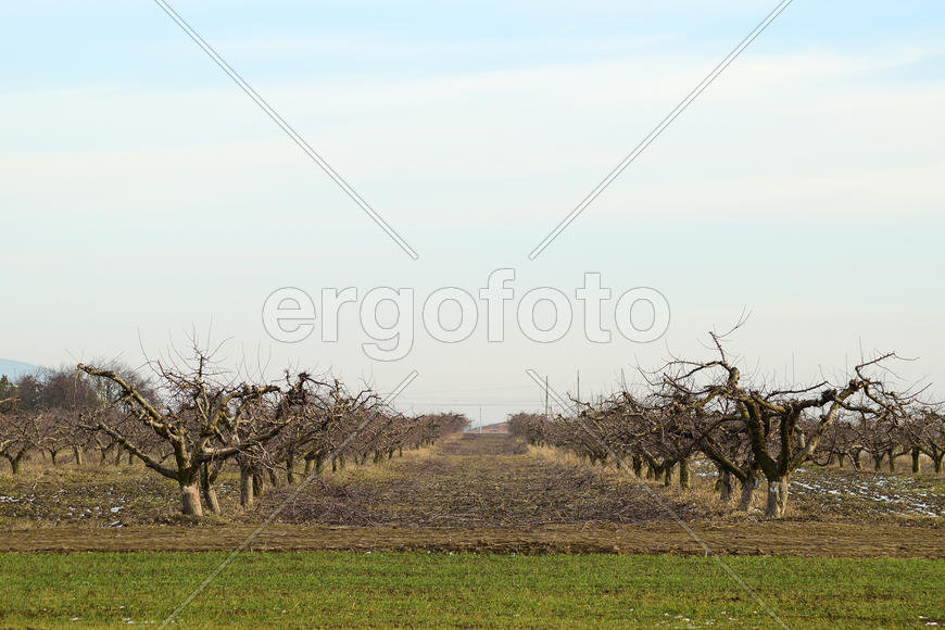 Cropped trees in the apple orchard. Care orchard, pruning trees