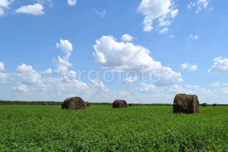 Haystacks rolled up in bales of alfalfa. Forage for livestock in winter