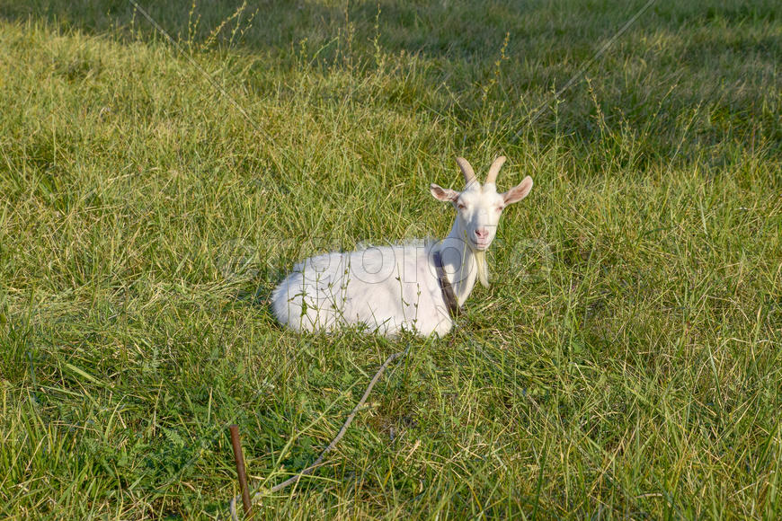 Goats grazing in the meadow. White goat dairy cattle eating grass in a pasture.
