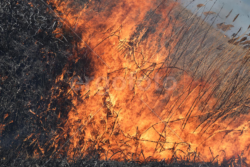 Burning dry grass and reeds. Cleaning the fields and ditches of the thickets of dry grass