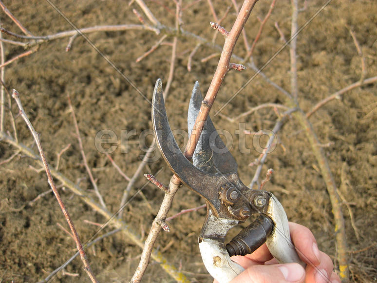 Pruning shears trees. Work in the garden of. Cutting branches, restoring order. Caring for the trees