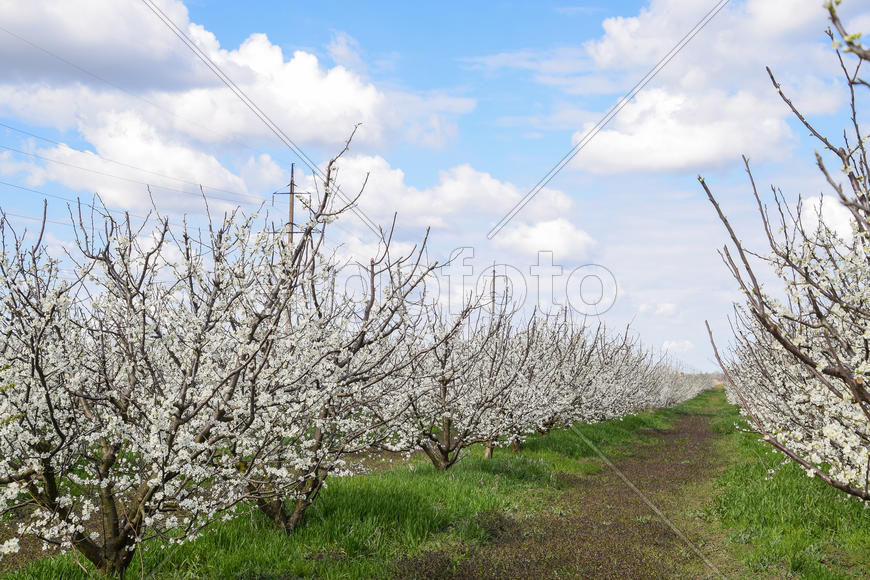 Flowering plum garden. Farm garden in spring