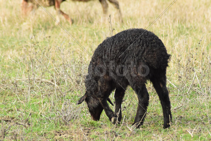Sheep in the pasture. Grazing sheep herd in the spring field near the village. Sheep of different