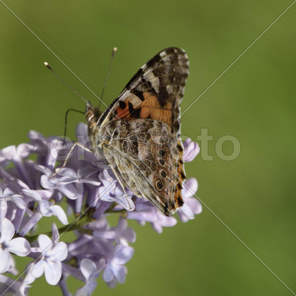 Бабочка крапивница на цветке сирени 