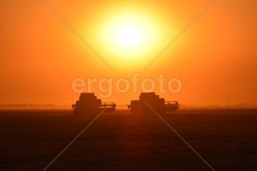 Harvesting by combines at sunset. Agricultural machinery in operation.