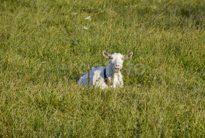 Goats grazing in the meadow. White goat dairy cattle eating grass in a pasture.