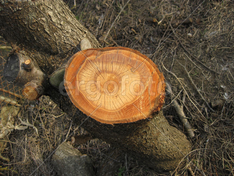 Stump felled plums. Clearing the infield. Felled the trees. Annual rings