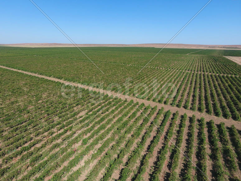 Виноградники с высоты птичьего полета. Вид сверху на сад.