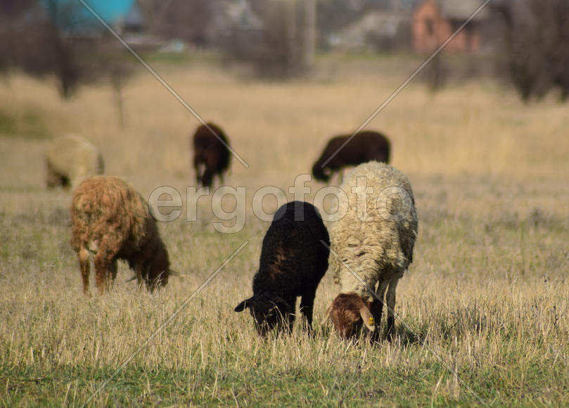 Sheep in the pasture. Grazing sheep herd in the spring field near the village. Sheep of different