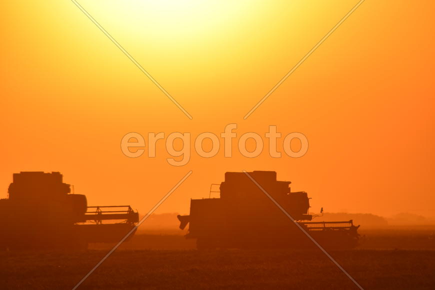 Harvesting by combines at sunset. Agricultural machinery in operation.