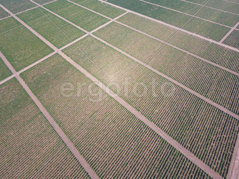 Виноградники с высоты птичьего полета. Вид сверху на сад.