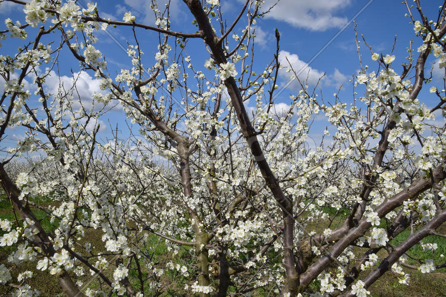 Flowering plum garden. Farm garden in spring