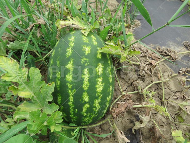 The growing water-melon in the field. Cultivation of melon cultures