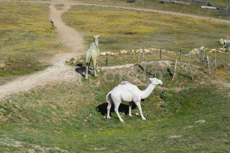 Верблюд на пастбище. Животных на собственной ферме.