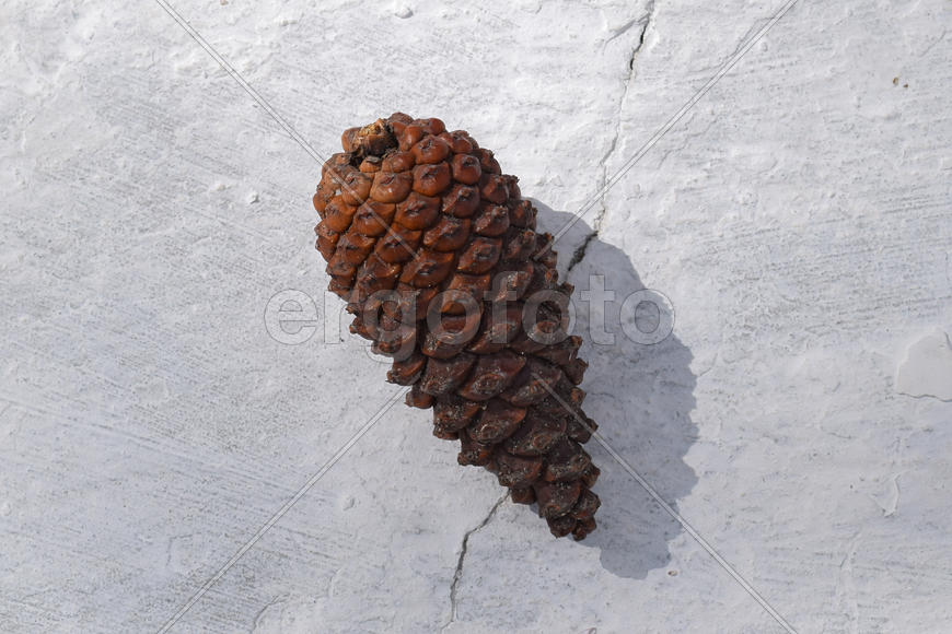 Fir cones on a white concrete. Fruit gymnosperms
