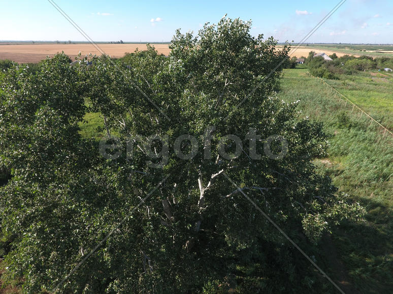 Крона высокого тополя 