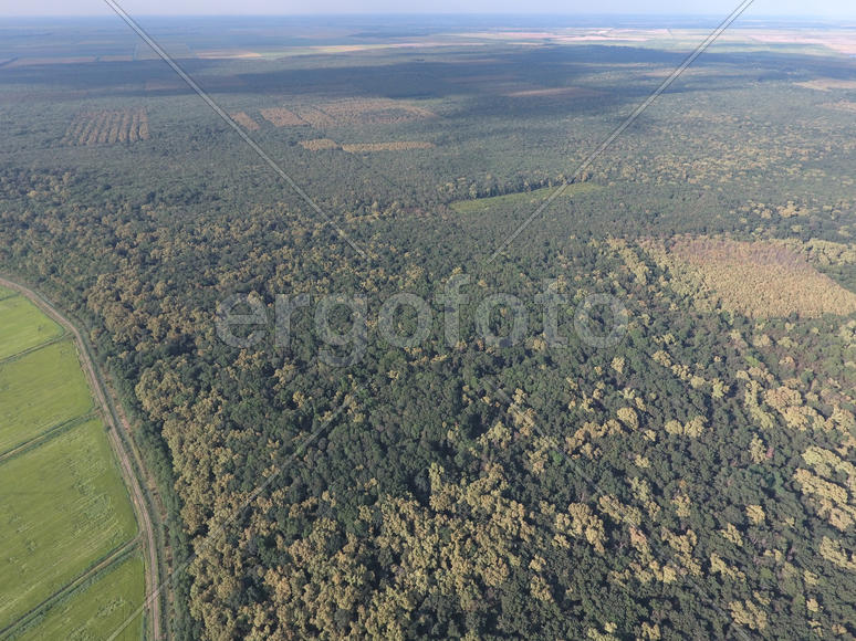 Красный лес. Пейзаж с высоты птичьего полета.