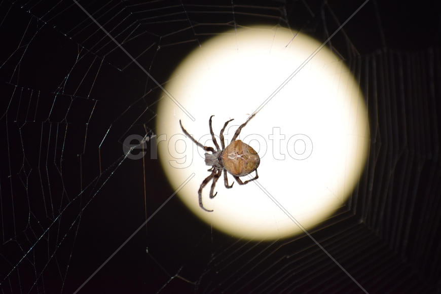 Araneus Spider on the background of the moon. Night spider on its web